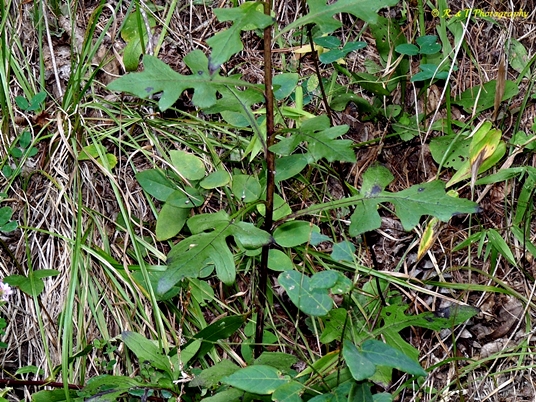 {Nabalus serpentarius}